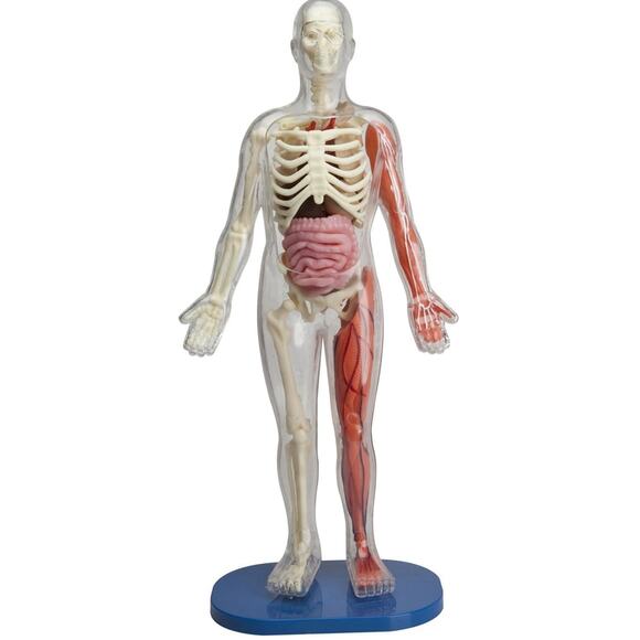 SMARTLAB Toys Squishy Human Body - 21 Removable Body Parts & Anatomy Book NEW - Picture 5 of 12